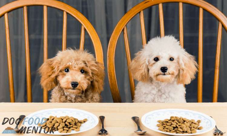 science diet large breed puppy food